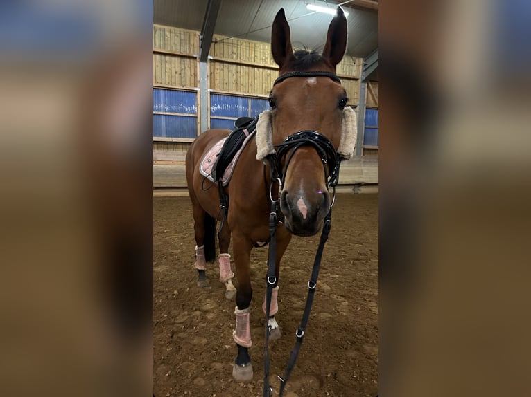 Tschechisches Warmblut Stute 12 Jahre 170 cm Brauner in Sauerlach