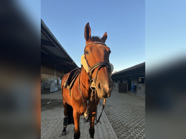 Tschechisches Warmblut Stute 12 Jahre 170 cm Brauner in Sauerlach