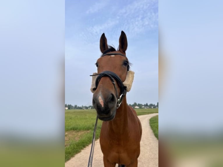 Tschechisches Warmblut Stute 12 Jahre 170 cm Brauner in Sauerlach
