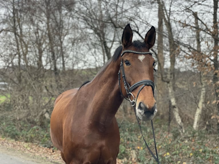 Tschechisches Warmblut Stute 12 Jahre 170 cm Brauner in Overath