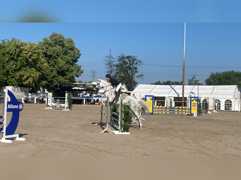 Tschechisches Warmblut Stute 12 Jahre 171 cm Schimmel in Malsch