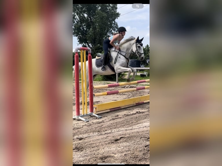 Tschechisches Warmblut Stute 12 Jahre 171 cm Schimmel in Malsch