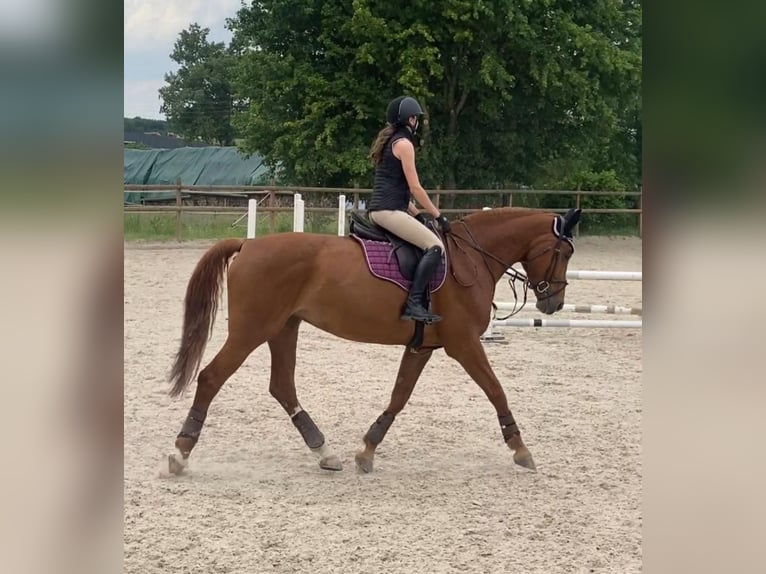 Tschechisches Warmblut Stute 12 Jahre 172 cm Fuchs in Oberwil BL