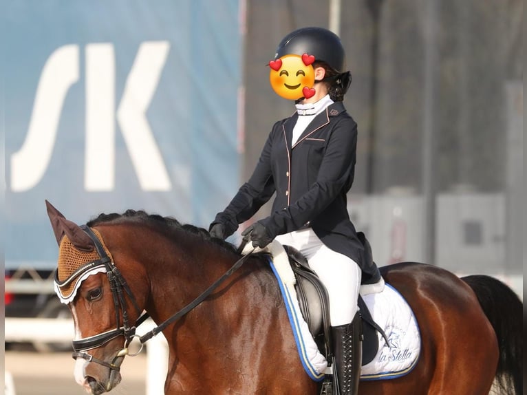 Tschechisches Warmblut Stute 13 Jahre 148 cm Brauner in Lainate