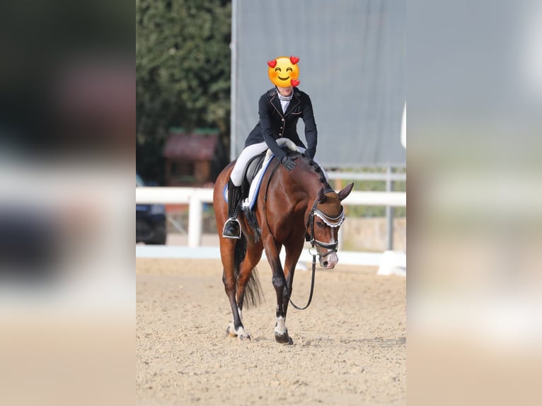Tschechisches Warmblut Stute 13 Jahre 148 cm Brauner in Lainate