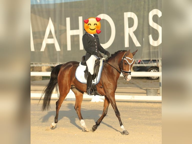 Tschechisches Warmblut Stute 13 Jahre 148 cm Brauner in Lainate