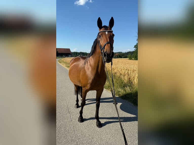 Tschechisches Warmblut Stute 13 Jahre 150 cm Brauner in Aurolzm&#xFC;nster