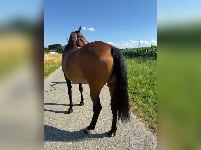 Tschechisches Warmblut Stute 13 Jahre 150 cm Brauner in Aurolzm&#xFC;nster