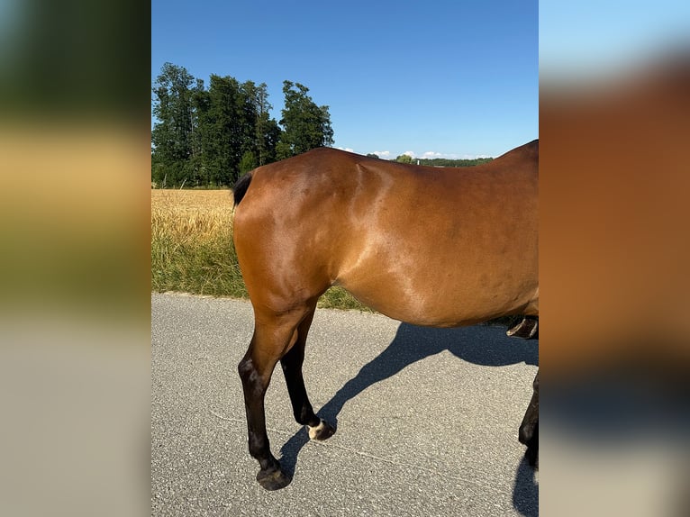 Tschechisches Warmblut Stute 13 Jahre 150 cm Brauner in Aurolzm&#xFC;nster