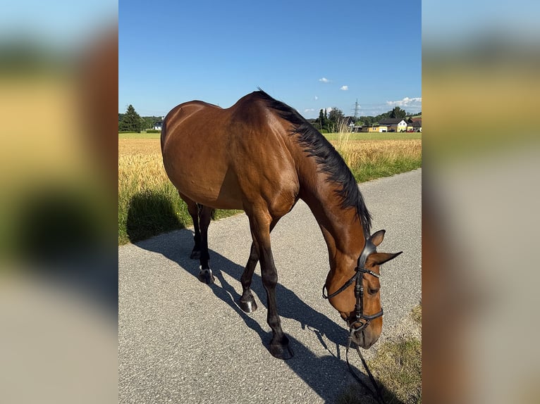 Tschechisches Warmblut Stute 13 Jahre 150 cm Brauner in Aurolzm&#xFC;nster