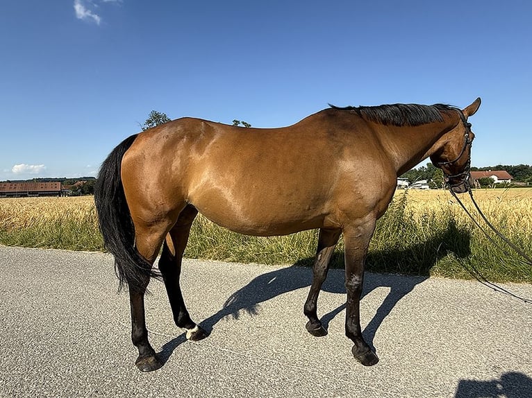 Tschechisches Warmblut Stute 13 Jahre 150 cm Brauner in Aurolzm&#xFC;nster