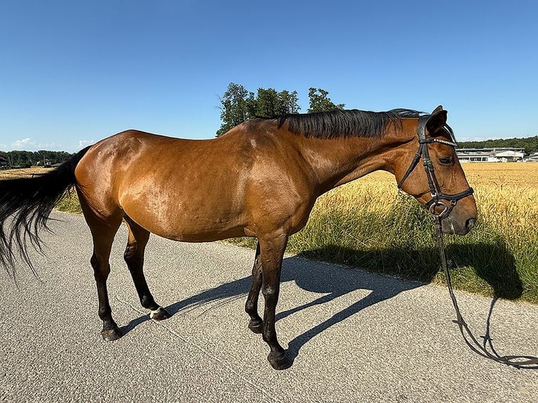 Tschechisches Warmblut Stute 13 Jahre 150 cm Brauner in Aurolzm&#xFC;nster