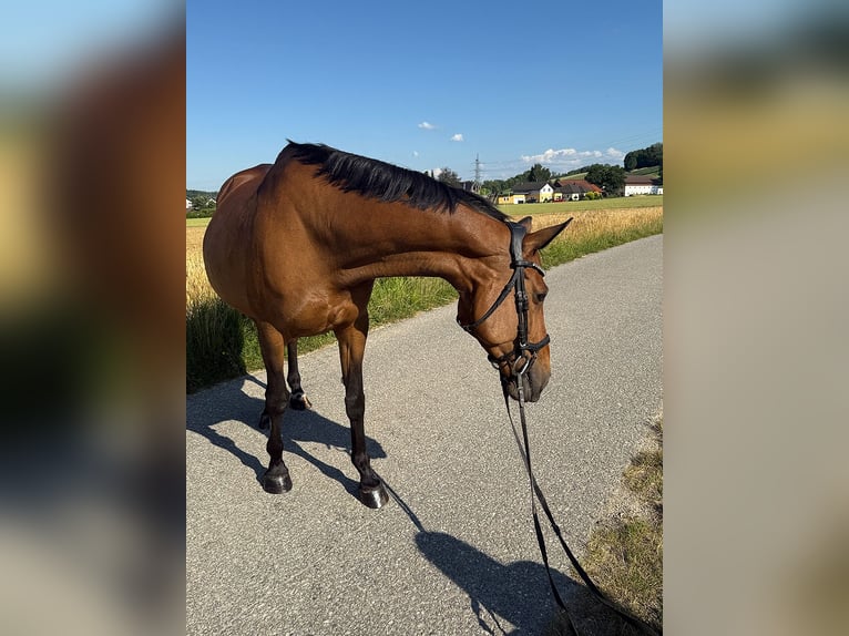 Tschechisches Warmblut Stute 13 Jahre 150 cm Brauner in Aurolzm&#xFC;nster