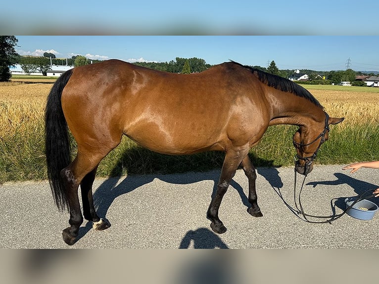 Tschechisches Warmblut Stute 13 Jahre 150 cm Brauner in Aurolzm&#xFC;nster