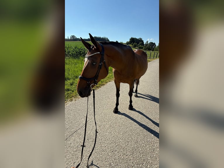 Tschechisches Warmblut Stute 13 Jahre 150 cm Brauner in Aurolzm&#xFC;nster