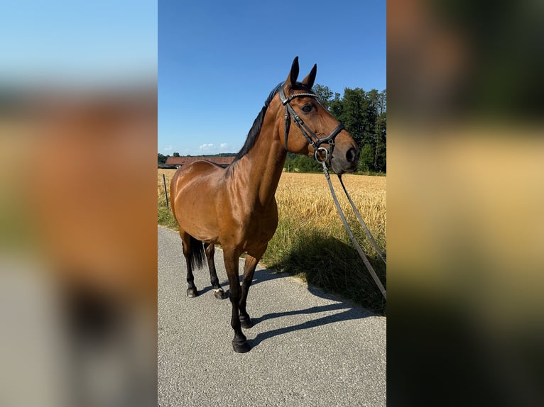 Tschechisches Warmblut Stute 13 Jahre 150 cm Brauner in Aurolzm&#xFC;nster