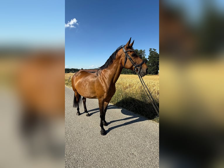 Tschechisches Warmblut Stute 13 Jahre 150 cm Brauner in Aurolzm&#xFC;nster
