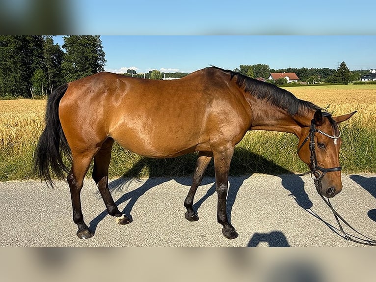 Tschechisches Warmblut Stute 13 Jahre 150 cm Brauner in Aurolzm&#xFC;nster