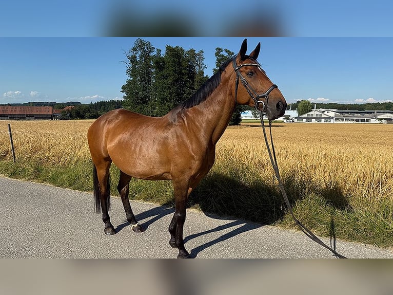 Tschechisches Warmblut Stute 13 Jahre 150 cm Brauner in Aurolzm&#xFC;nster
