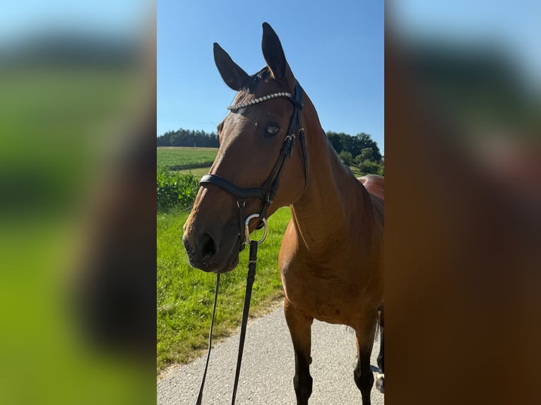 Tschechisches Warmblut Stute 13 Jahre 150 cm Brauner in Aurolzm&#xFC;nster