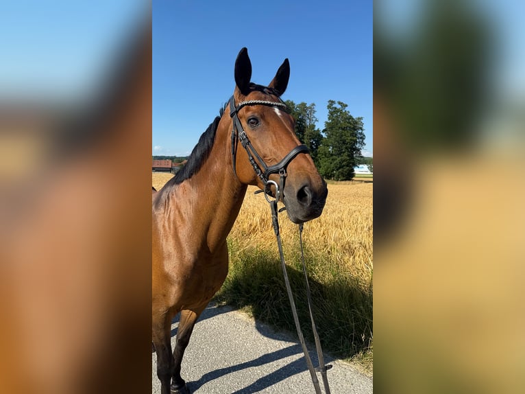 Tschechisches Warmblut Stute 13 Jahre 150 cm Brauner in Aurolzm&#xFC;nster