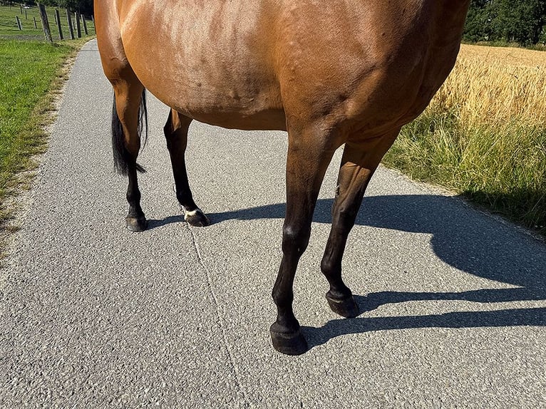 Tschechisches Warmblut Stute 13 Jahre 150 cm Brauner in Aurolzm&#xFC;nster