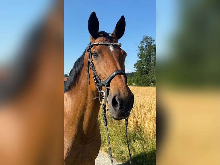 Tschechisches Warmblut Stute 13 Jahre 150 cm Brauner in Aurolzm&#xFC;nster