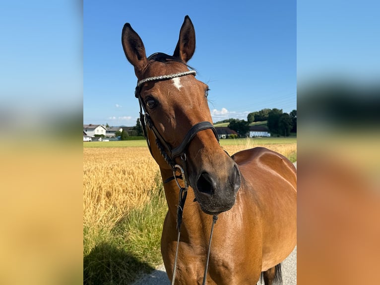Tschechisches Warmblut Stute 13 Jahre 150 cm Brauner in Aurolzm&#xFC;nster