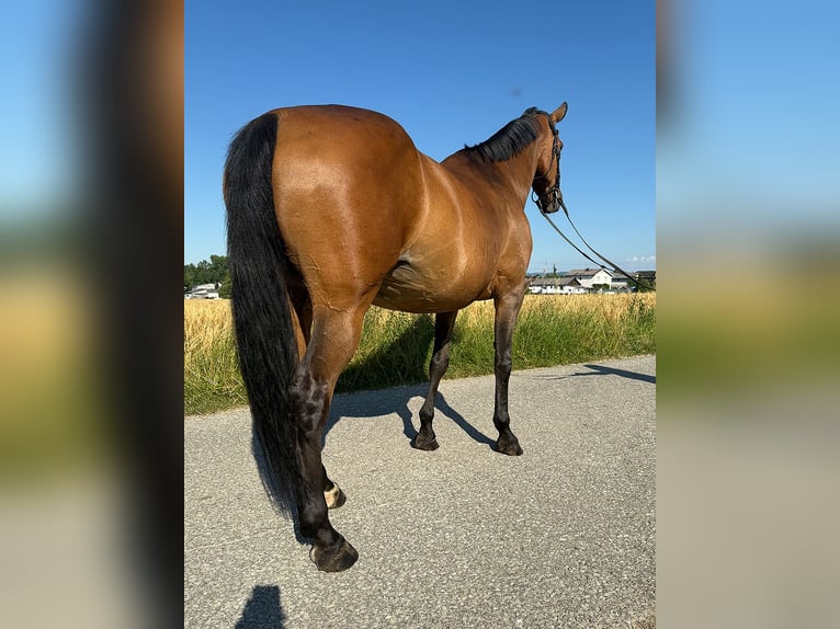 Tschechisches Warmblut Stute 13 Jahre 150 cm Brauner in Aurolzm&#xFC;nster