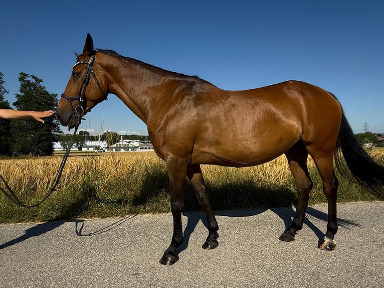 Tschechisches Warmblut Stute 13 Jahre 150 cm Brauner in Aurolzm&#xFC;nster