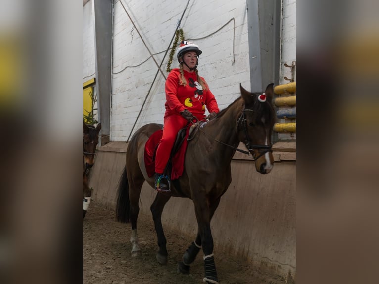 Tschechisches Warmblut Stute 13 Jahre 168 cm Brauner in WahlstedtWahlstedt