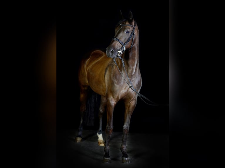 Tschechisches Warmblut Stute 13 Jahre 168 cm Schwarzbrauner in Singen