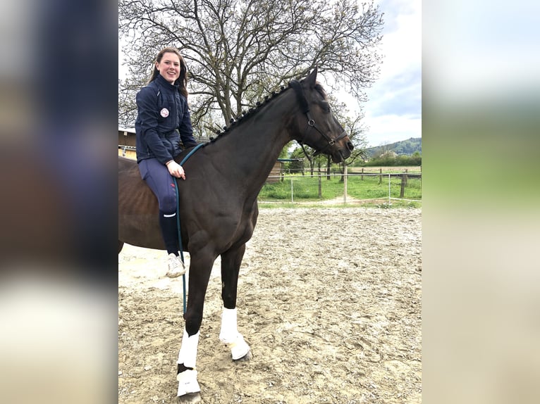 Tschechisches Warmblut Stute 13 Jahre 168 cm Schwarzbrauner in Singen