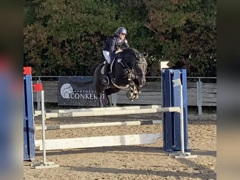 Tschechisches Warmblut Stute 13 Jahre 168 cm Schwarzbrauner in Singen