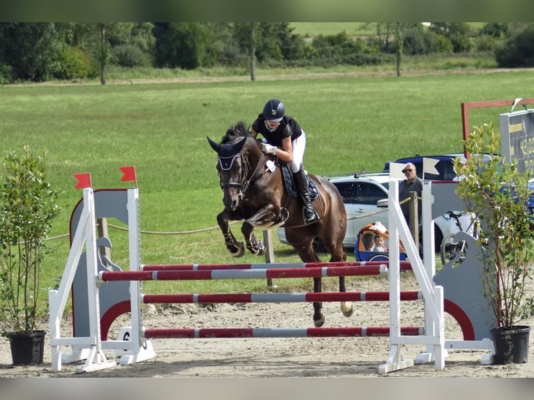 Tschechisches Warmblut Stute 13 Jahre 168 cm Schwarzbrauner in Singen