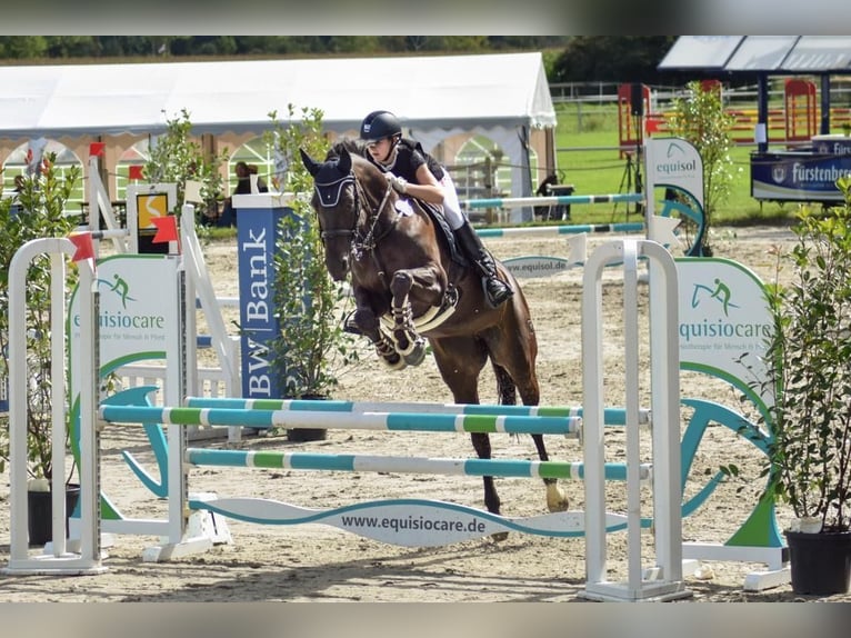 Tschechisches Warmblut Stute 13 Jahre 168 cm Schwarzbrauner in Singen