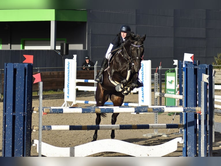 Tschechisches Warmblut Stute 13 Jahre 168 cm Schwarzbrauner in Singen
