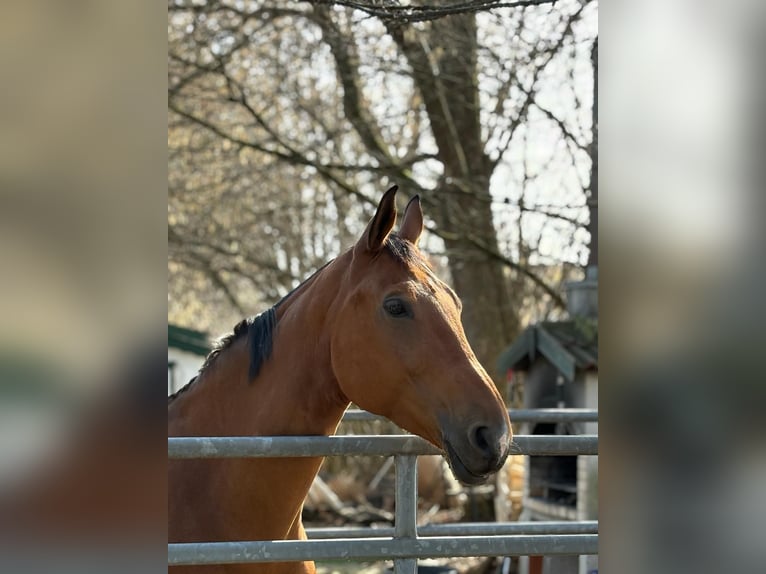 Tschechisches Warmblut Stute 13 Jahre 170 cm Brauner in Sauerlach