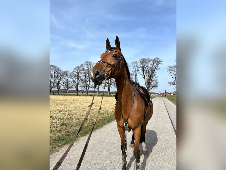 Tschechisches Warmblut Stute 13 Jahre 170 cm Brauner in Sauerlach