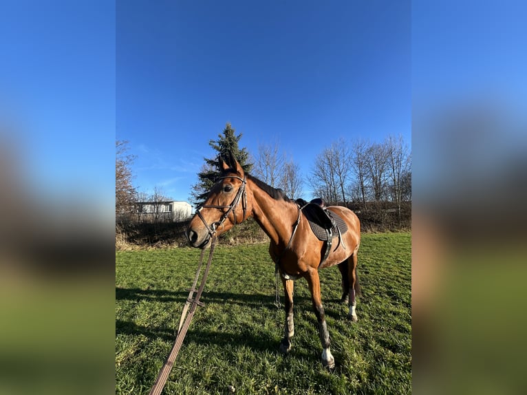 Tschechisches Warmblut Stute 13 Jahre 170 cm Brauner in Sauerlach