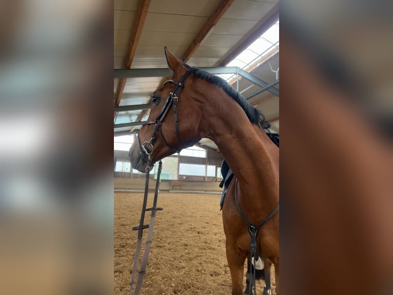 Tschechisches Warmblut Stute 13 Jahre 170 cm Brauner in Sauerlach