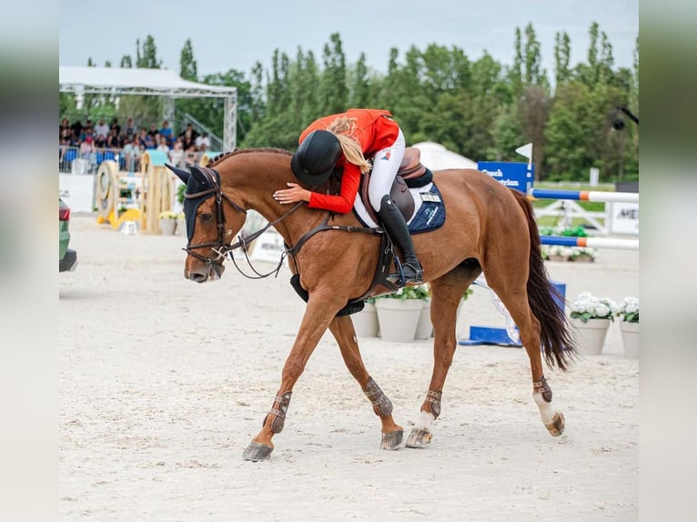 Tschechisches Warmblut Stute 13 Jahre 172 cm Fuchs in Prag