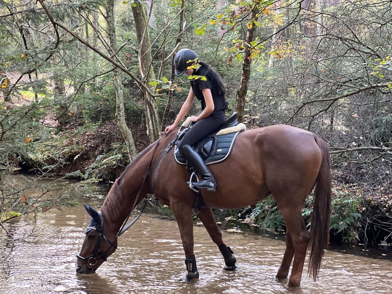 Tschechisches Warmblut Stute 13 Jahre 173 cm Fuchs in Celle