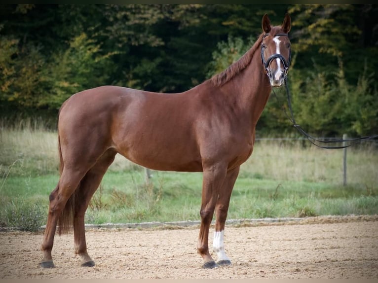 Tschechisches Warmblut Stute 13 Jahre 173 cm Fuchs in Celle