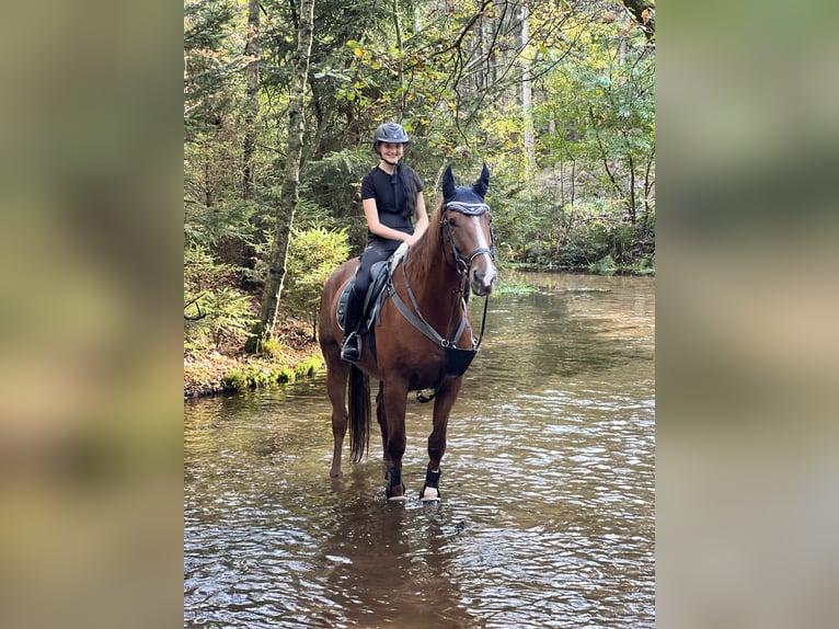Tschechisches Warmblut Stute 13 Jahre 173 cm Fuchs in Celle
