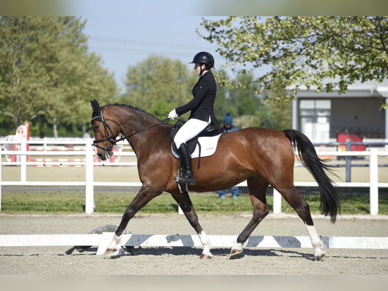 Tschechisches Warmblut Stute 13 Jahre 174 cm Brauner in Wien, Wieden