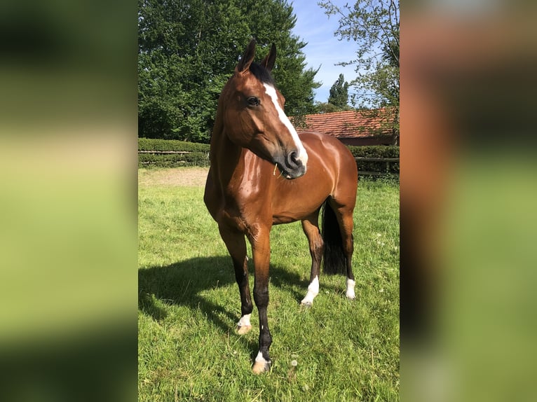 Tschechisches Warmblut Stute 14 Jahre 164 cm Rotbrauner in Taunton