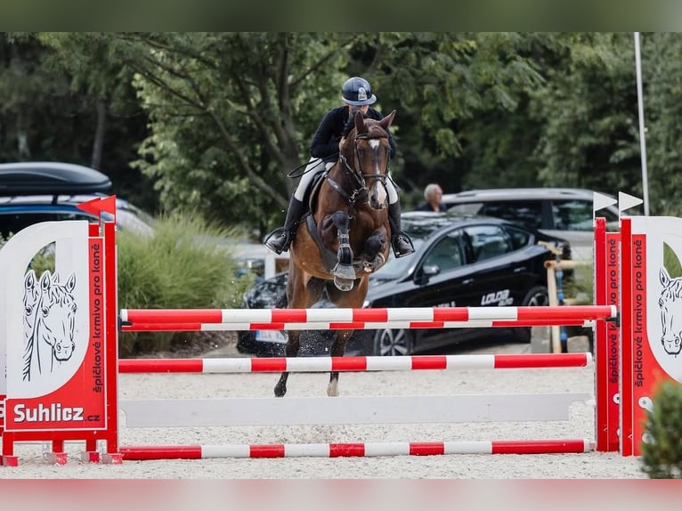 Tschechisches Warmblut Stute 14 Jahre 165 cm Brauner in Prag