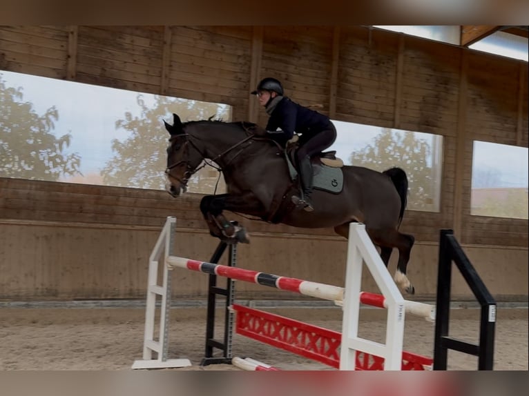 Tschechisches Warmblut Stute 14 Jahre 165 cm Brauner in Prag