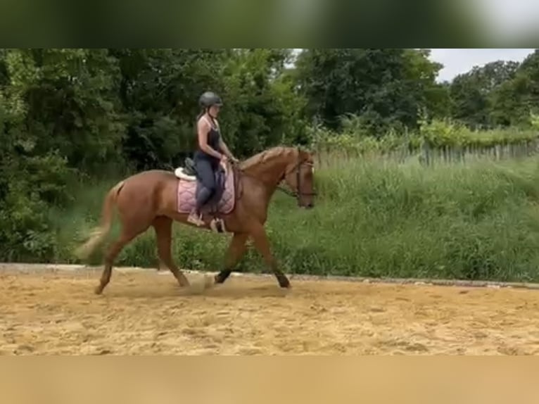 Tschechisches Warmblut Mix Stute 14 Jahre 165 cm Fuchs in Strass